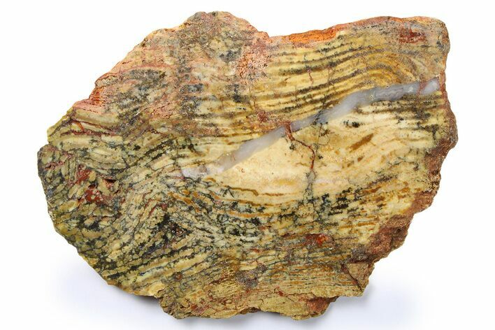 Polished Strelley Pool Stromatolite Slab - Billion Years Old #273555